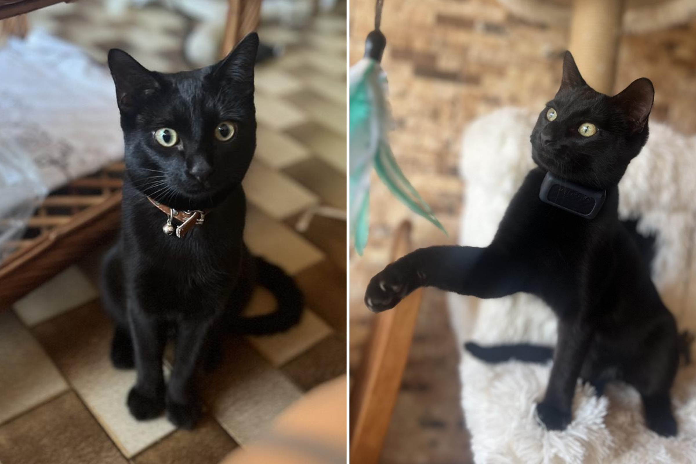 GO! CAT GO!-BLACK CATS in U.S.A-CREAM SODA PRESENTS（CD＋DVD） BLACK CATS GO CAT GO -BLACK CATS in U.S.A- CREAM SODA PRESENTS (DVD付)