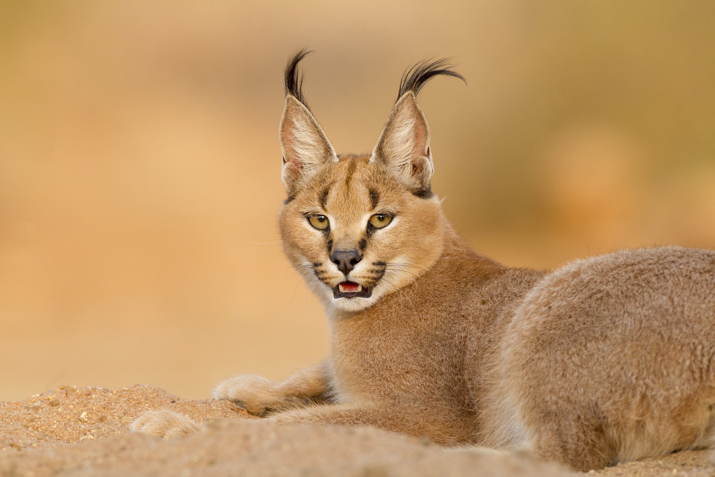 Do Not Approach': Dangerous Caracal Cat on the Loose in Chicago