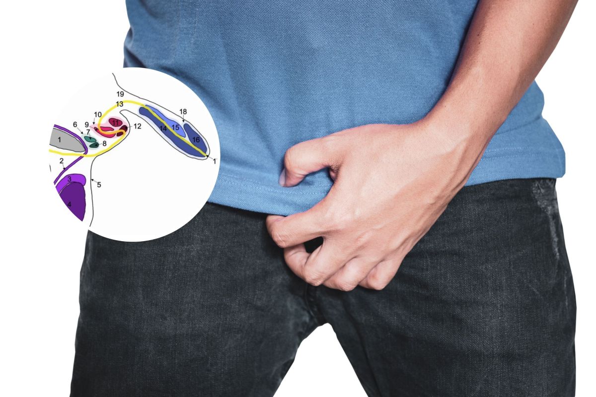 Three Testicles Case Man May Have Died Never Knowing He Had Three Penises - Newsweek