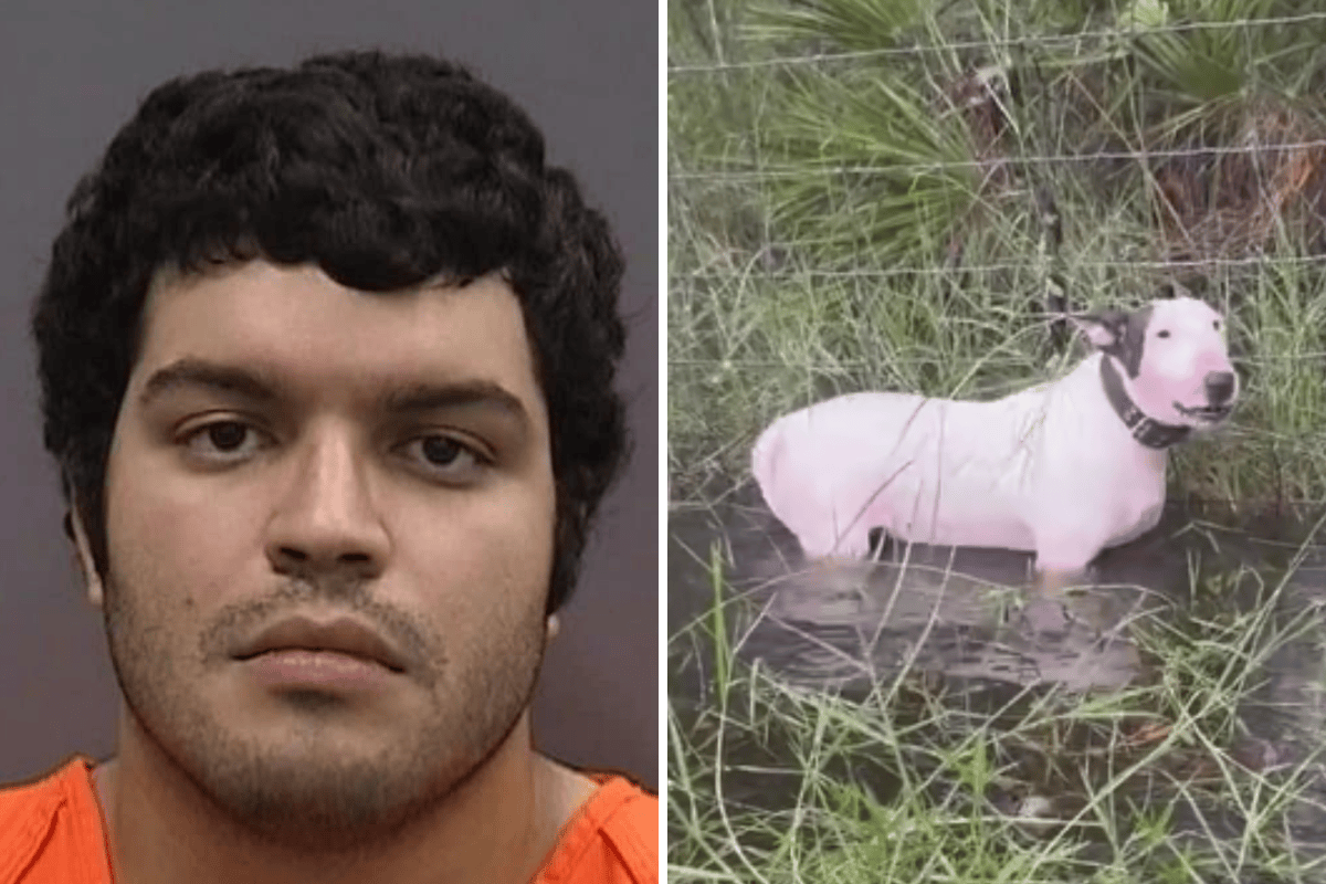 Man Who Left Dog Tied to Pole During Hurricane Milton Facing Charges ...