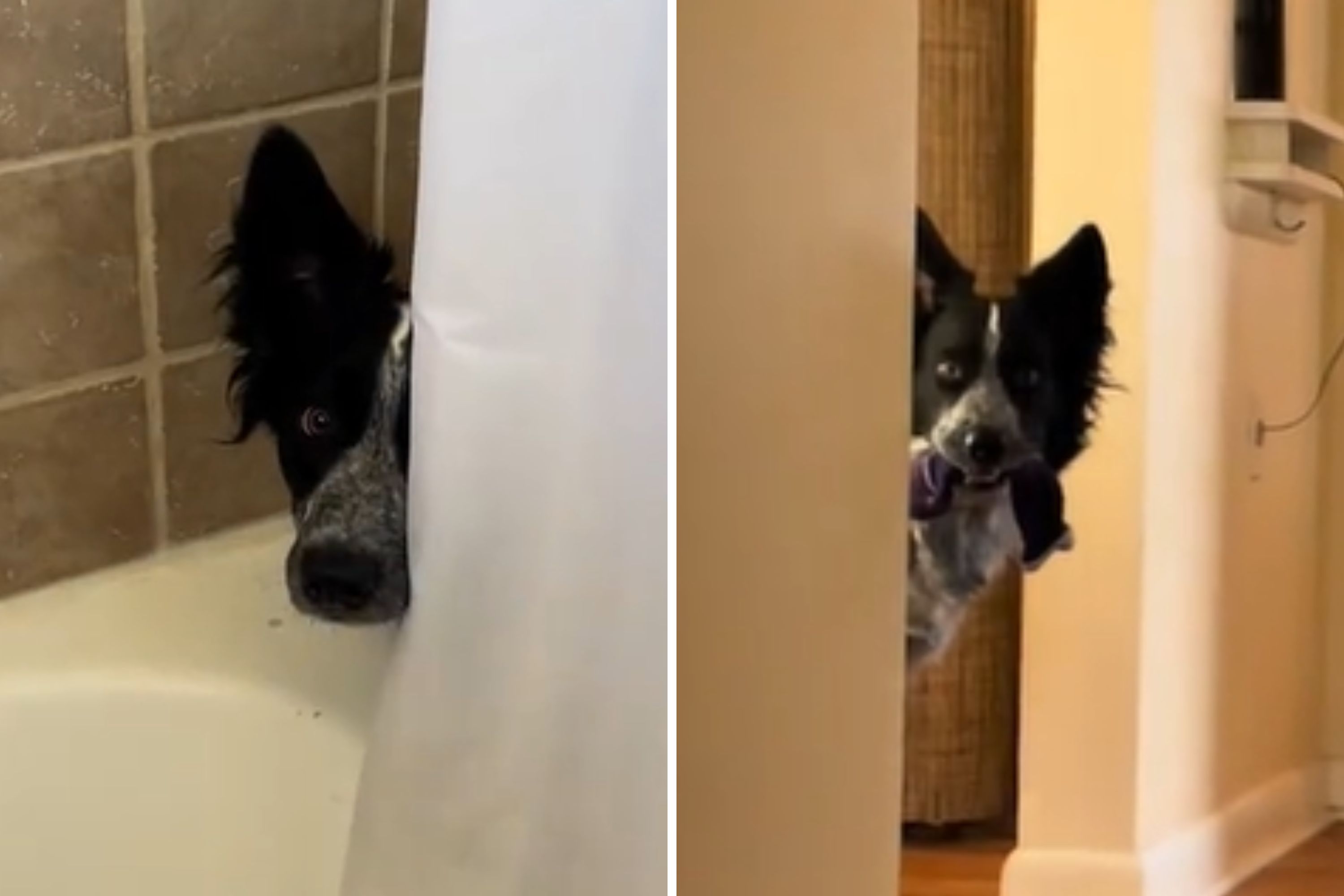Woman Buys Dog off Craigslist, Ends Up With 'Stage 4 Clinger