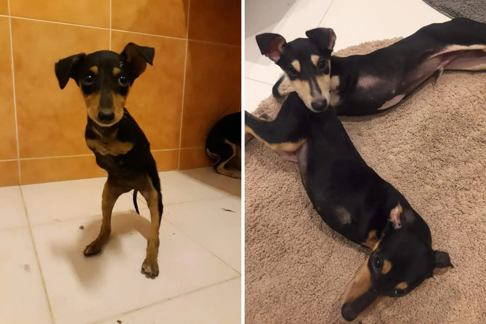 Rare 'Kangaroo' Puppies From Middle East Find Forever Home in USA