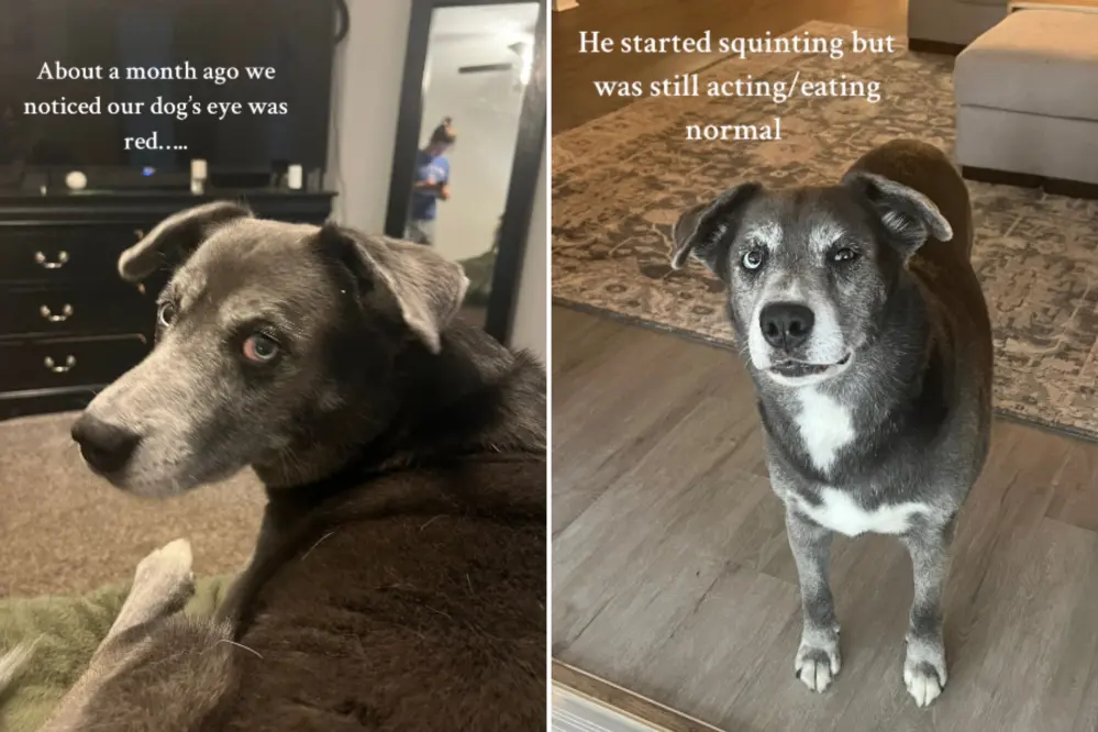 Picture of Owner Shares Unusual Symptom Dog Had Before Leukemia Diagnosis - Newsweek