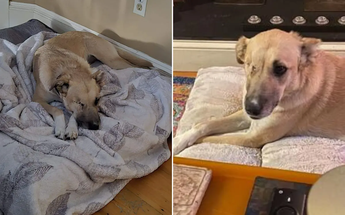 Pelted By Rocks Dog Who Lost Eye and Ear After Being ‘Pelted by Rocks’ Finds Forever ...