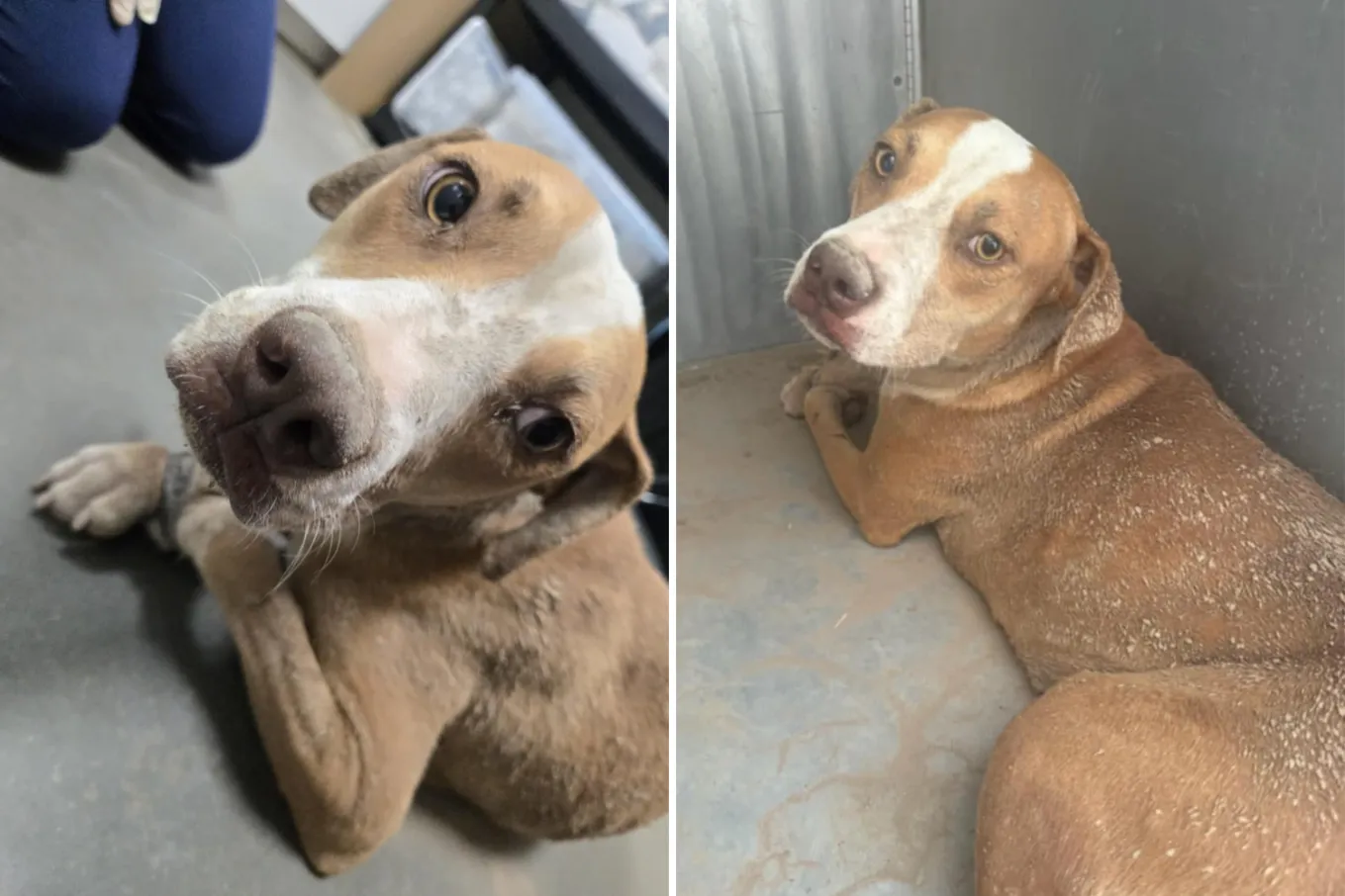 Appeal After Dog Found Abandoned With Bound Legs in Arizona - Newsweek