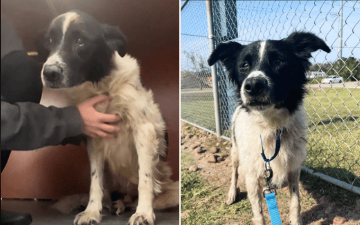 Tears for Senior Blind Shelter Dog With ‘So Much Love Left To Give ...