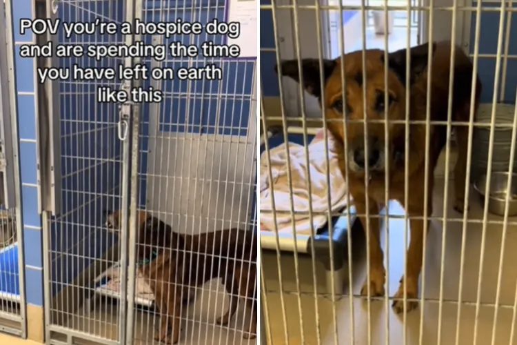 Listen to Heartbreaking Howl From Senior Dog Spending Final Days in ...