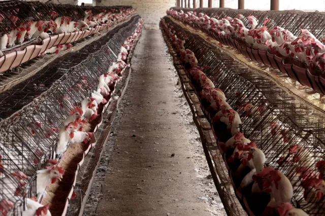 First US Case of Bird Flu Detected in Pigs: What We Know - Newsweek