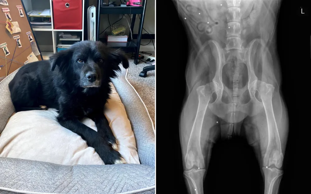 Man Adopts Dog, Four Years Later X-ray Reveals Disturbing Discovery ...