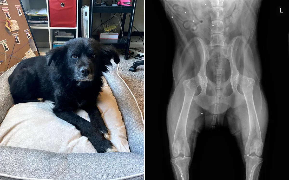 Radiografía del perro