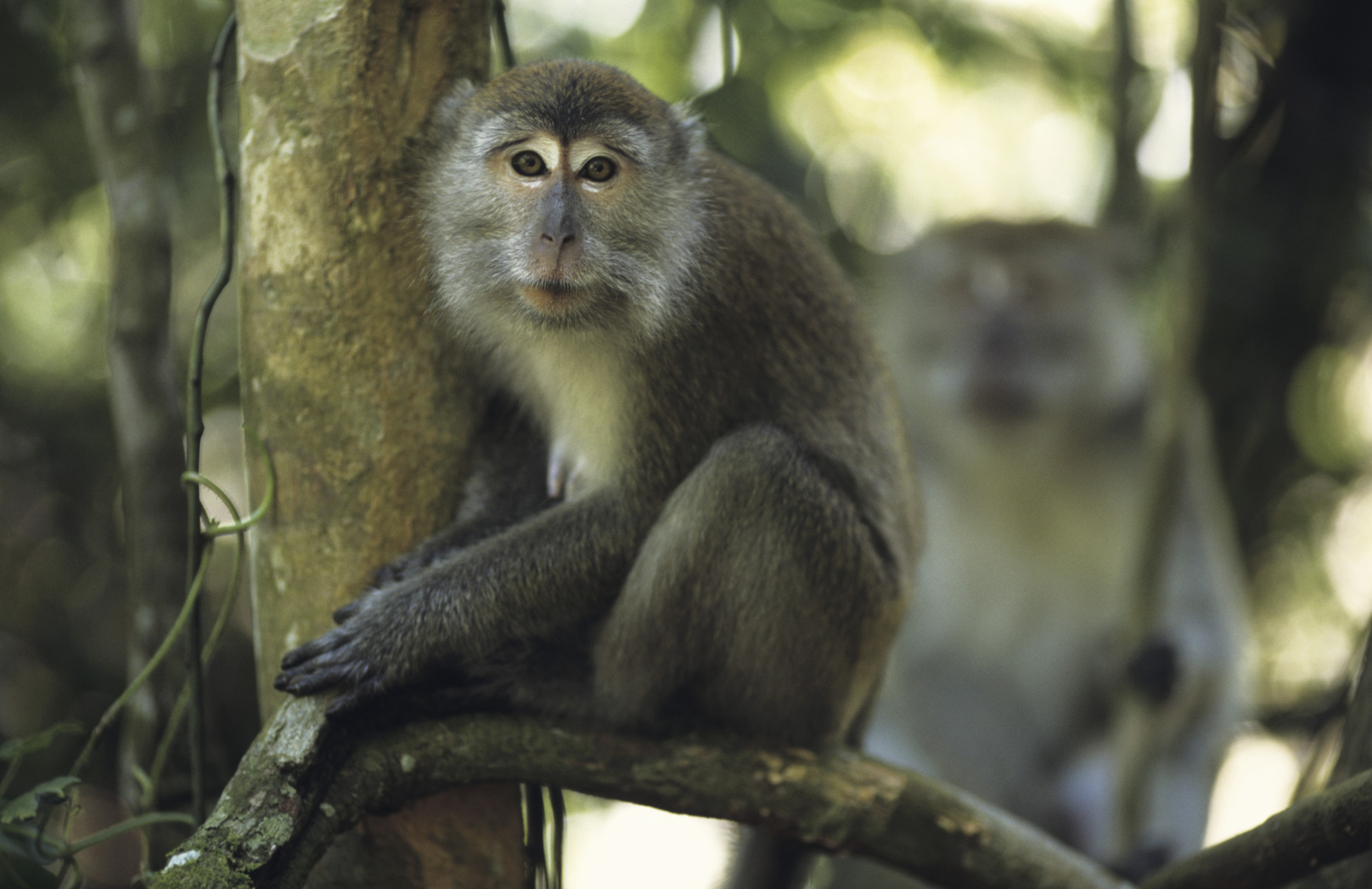 40 Test Monkeys on the Loose in South Carolina Trigger Police