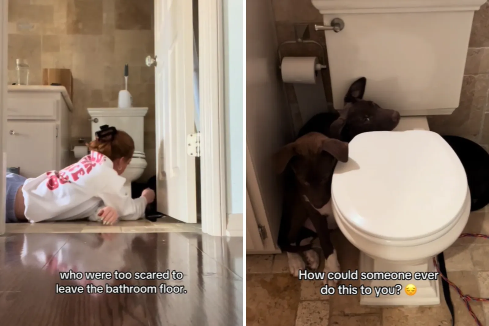 Dog Owner’s Heartbreaking Video Shows ‘What Rescue Looks Like’ - Newsweek