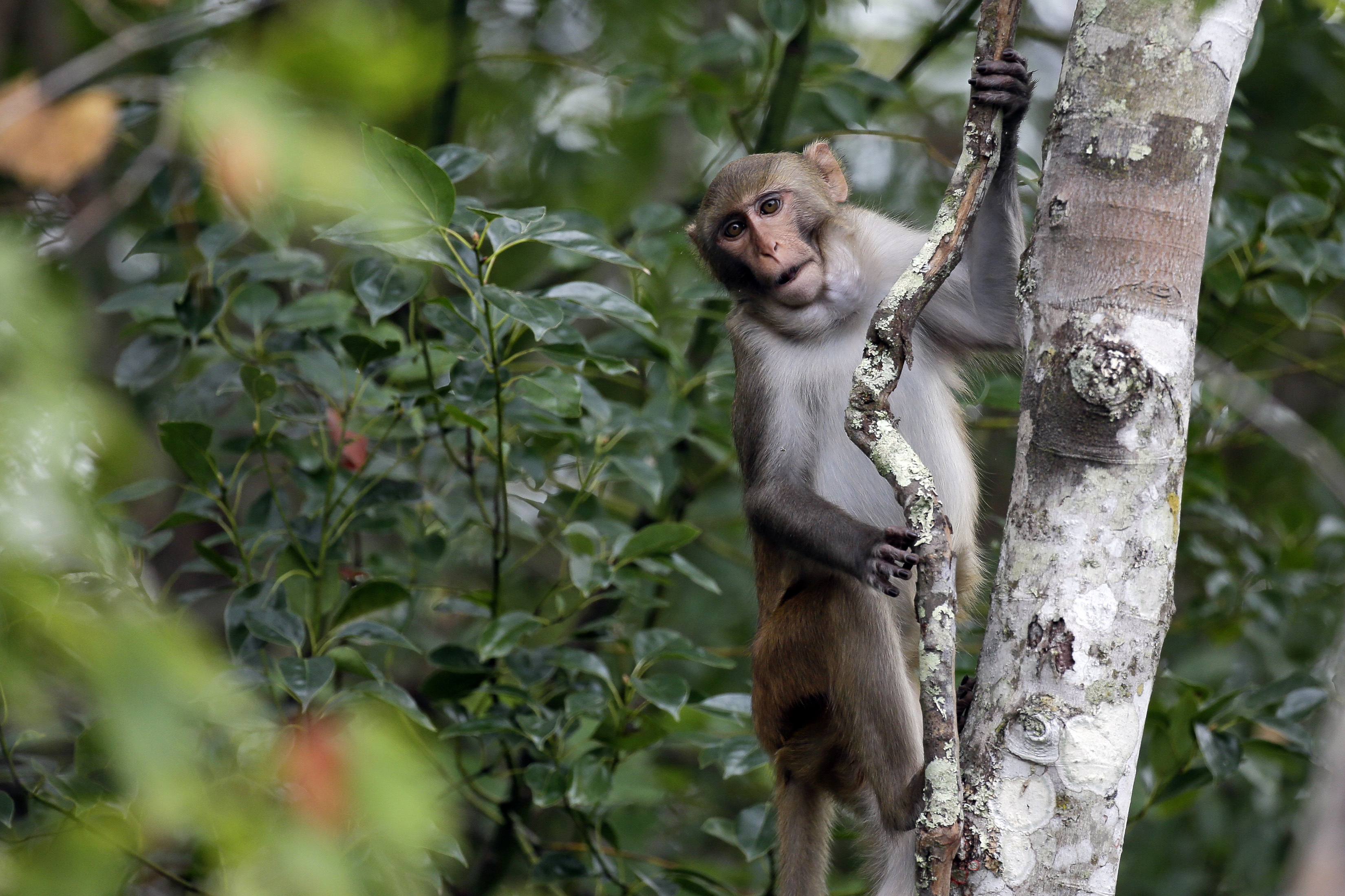 South Carolina Lab Escape: 42 Monkeys Still On the Loose - Newsweek