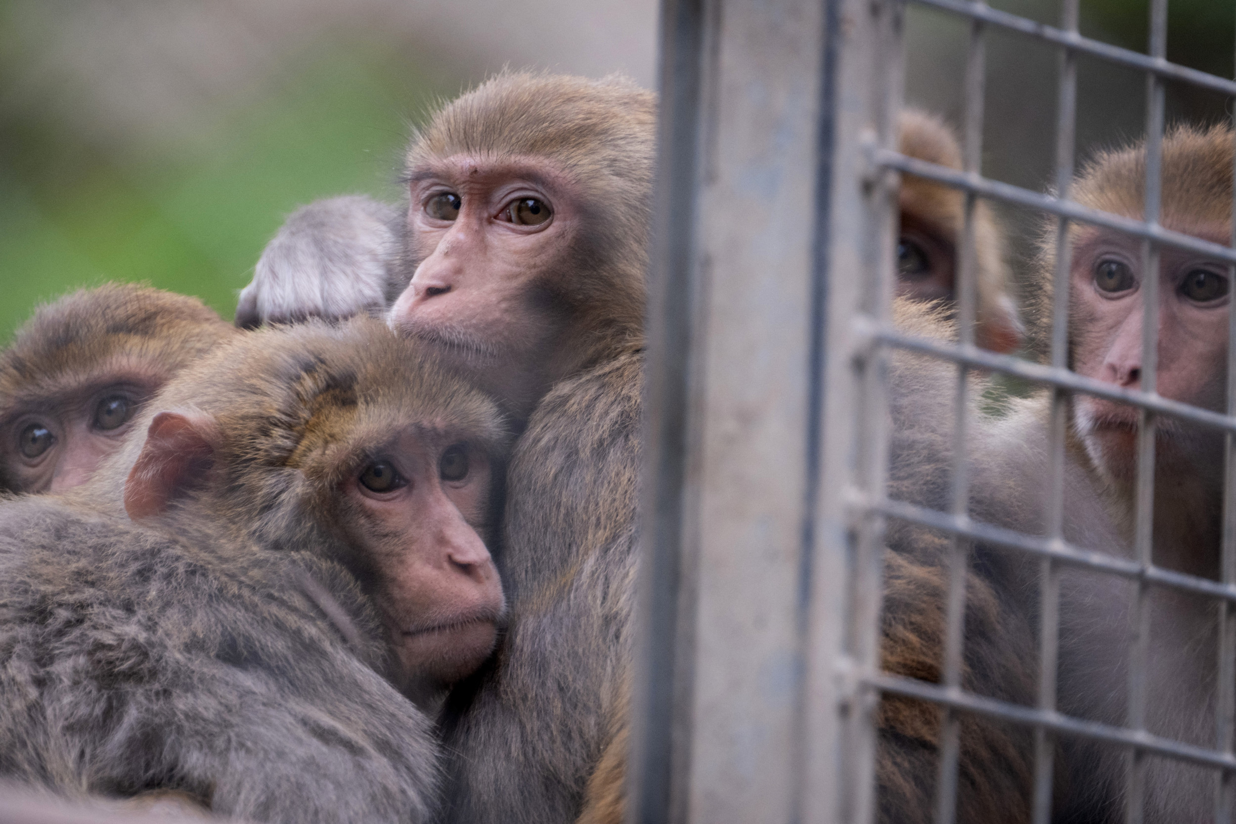South Carolina Lab Escape: 24 Monkeys Recovered Unharmed - Newsweek