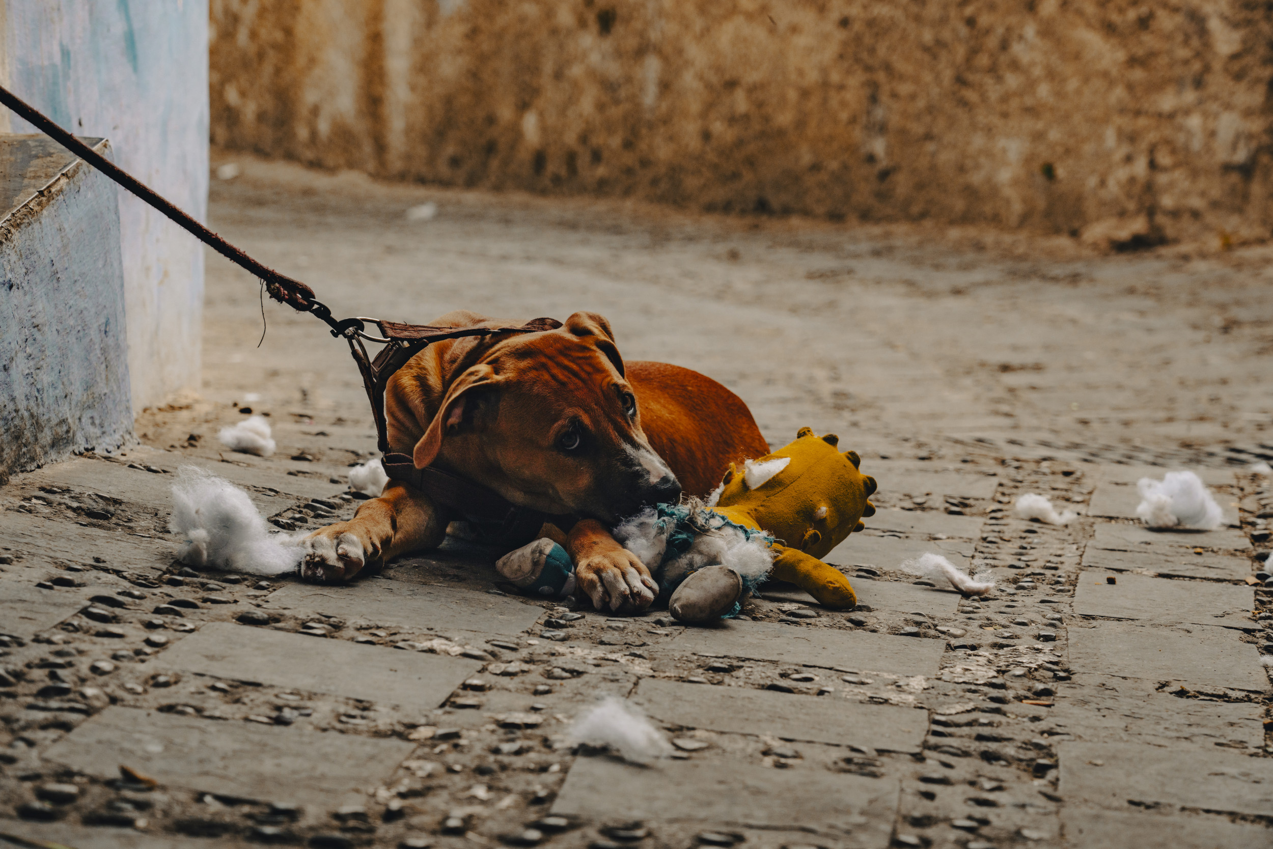Dog Dumped on Streets With Nothing but 'His Stuffy' in Heartbreaking Clip -  Newsweek