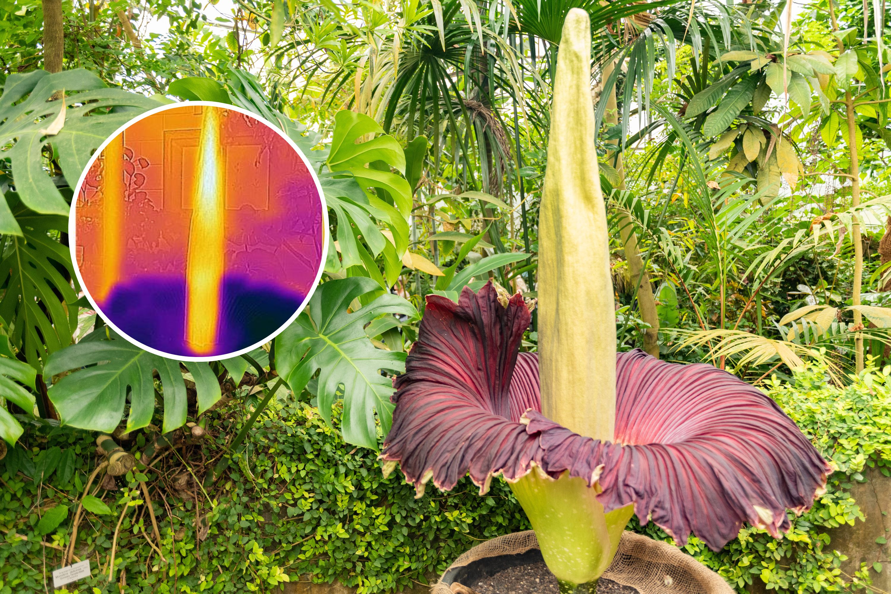 その他 Draculazer KarehaKaijin&Corpse Flower Corpse Flower: Scientists Reveal the Secrets of the World's