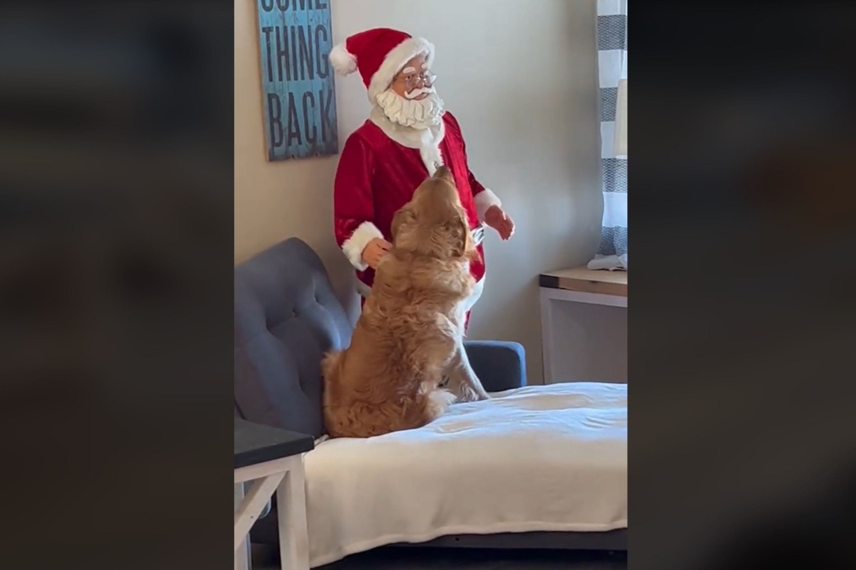 Dog Confused That Giant Santa Doll Is Not Petting Him Delights