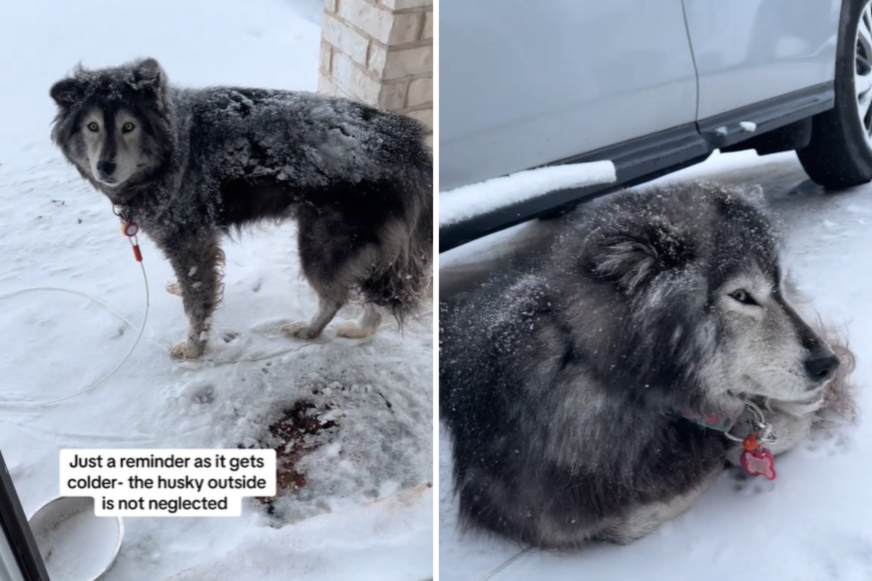 Owner Defends Leaving Siberian Husky Out in the Snow: 'Not