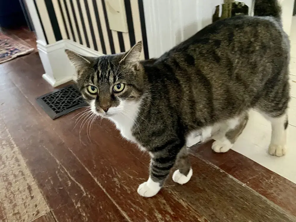 Couple Welcomes Cat Into Their Home, Then Comes the Revelation