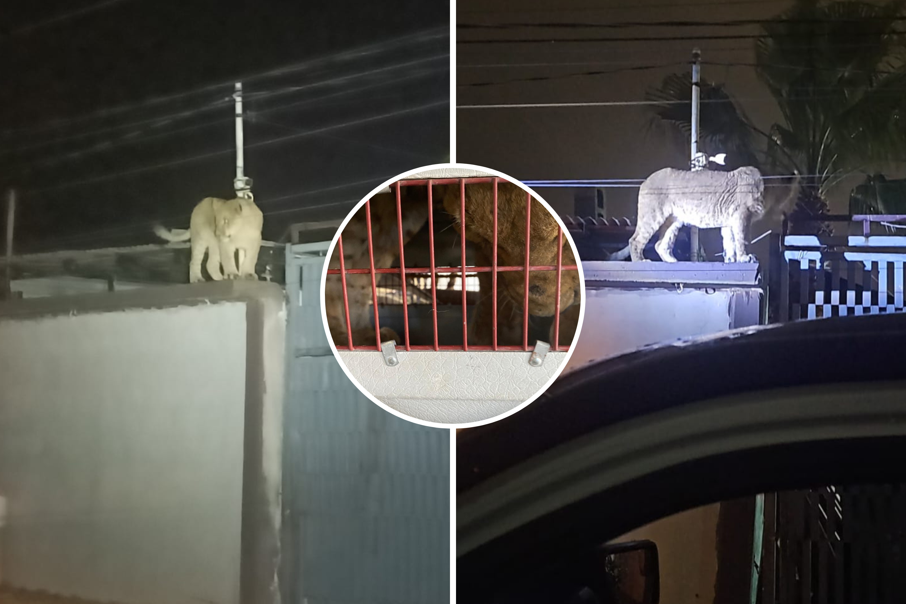 Firefighters Fetch Lioness From the Roof of Suburban Home - Newsweek