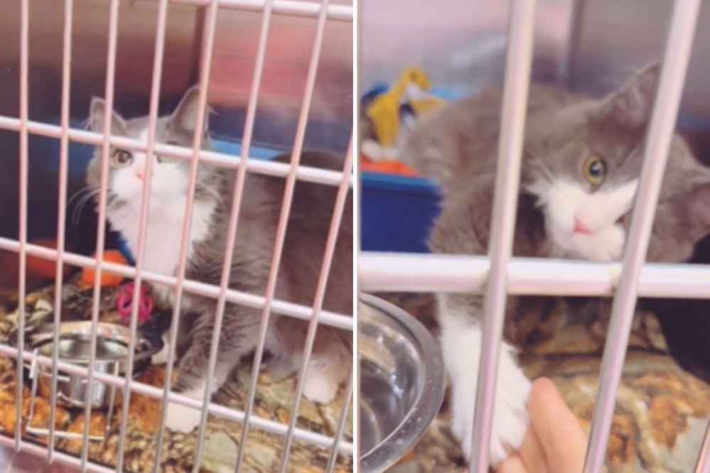 Last Cat Left at PetSmart Finally Finds Forever Home: ‘Meant To Be’