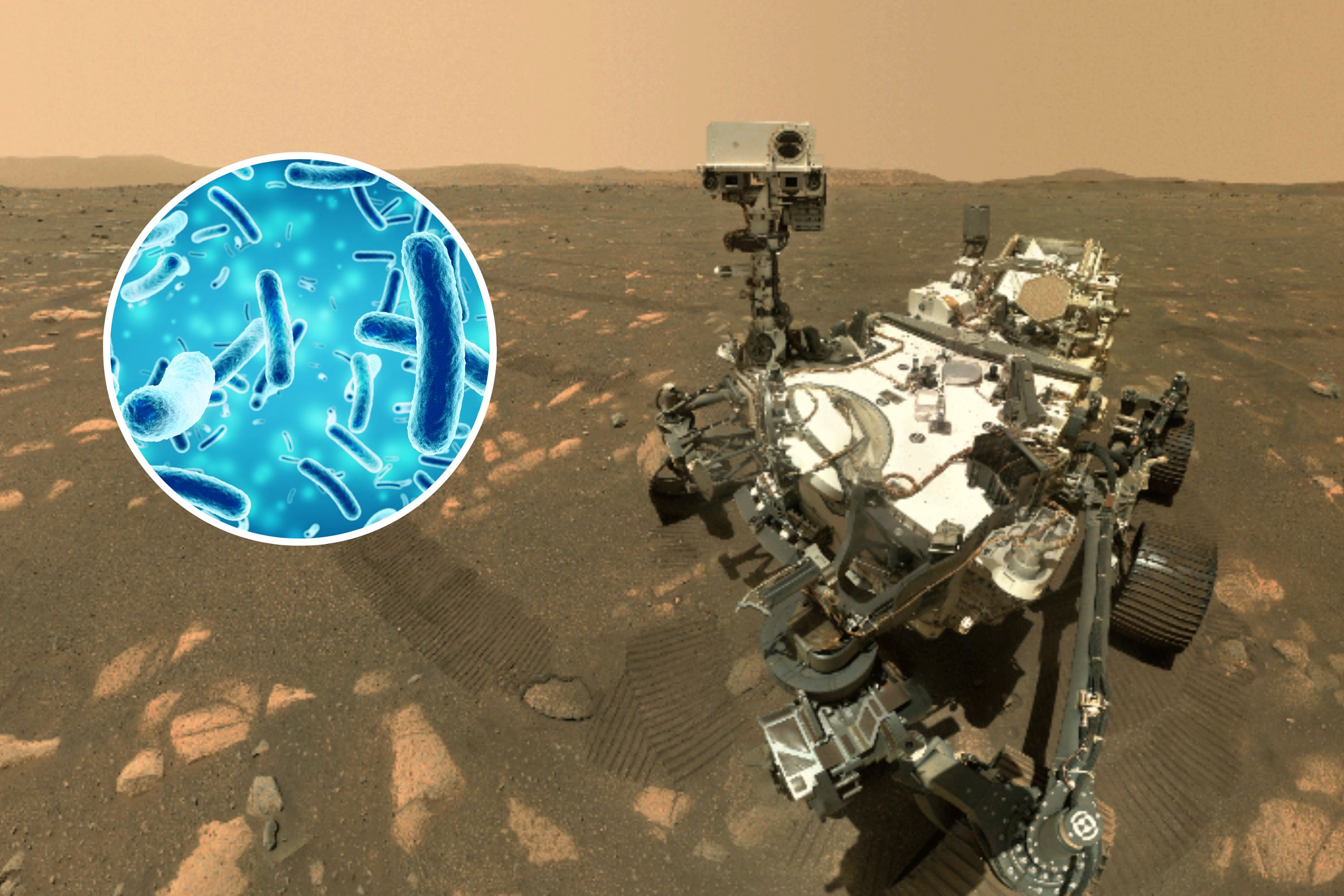Is NASA Actually 'Killing' Life on Mars? - Newsweek