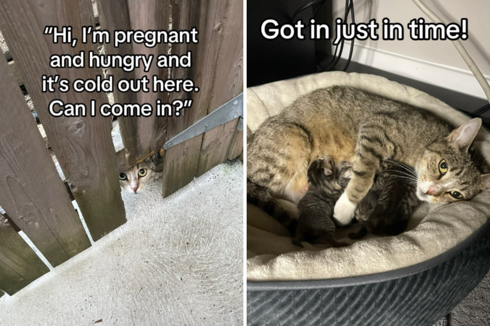 Pregnant Stray Turns Up at Man’s Garden, Now He’s Dad to 8 Kittens