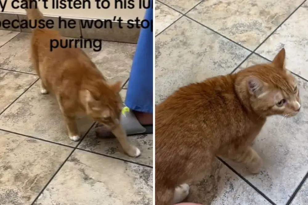 Unexpected Reason Vet Can’t Hear Cat’s Lungs Delights Internet