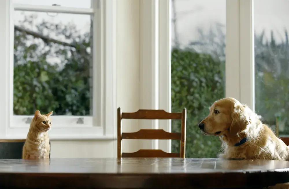 Golden Retriever Allows 15lb Cat Sibling To Beat Him Up in Viral Clip