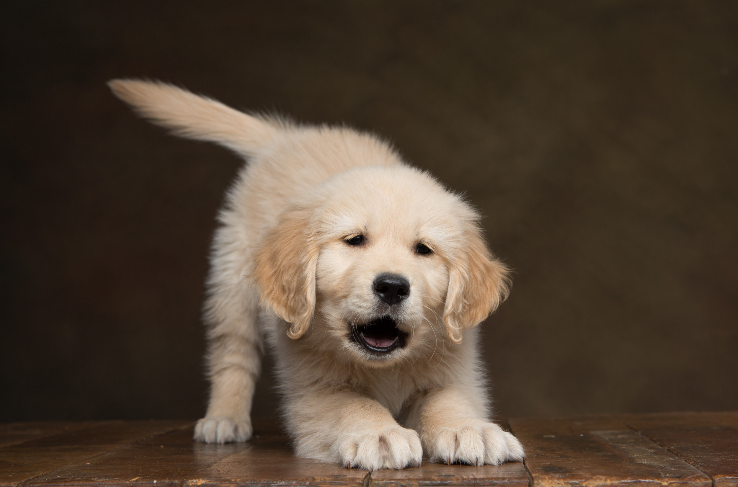 Golden Retriever Puppy Trying To Act Like 'Dangerous Predator
