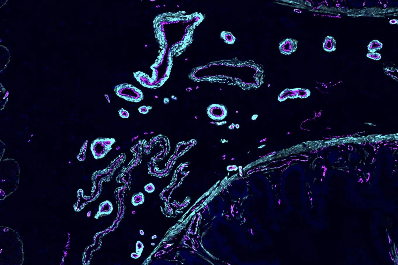 Human Cell Atlast Methods Scientists Create First Draft of Human ‘Cell Atlas’ for Disease ...
