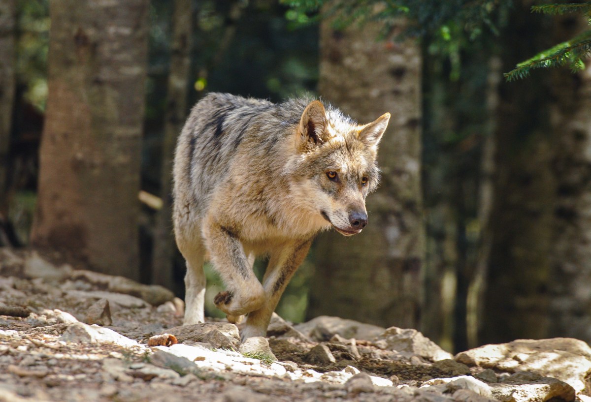New ‘Diamond’ Wolf Pack Discovered in California - Newsweek