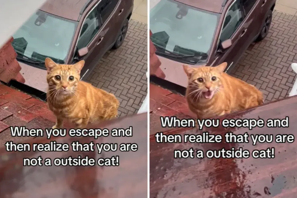 Watch Indoor Cat’s Response After Escaping Outside: ‘Meows of Regret’
