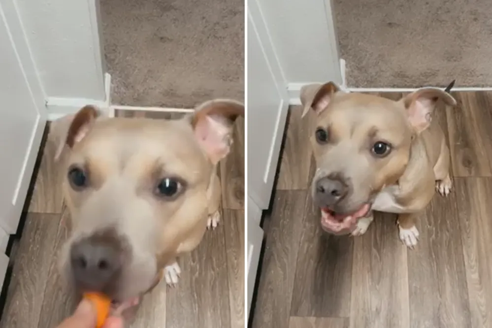 Rescue Dog Who Loves Unusual Treat Wins Pet of the Week - Newsweek