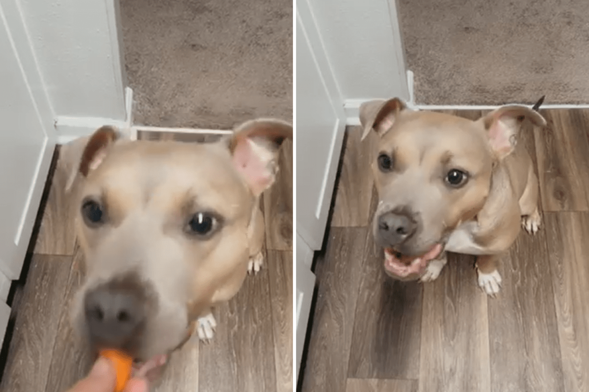 Rescue Dog Who Loves Unusual Treat Wins Pet of the Week - Newsweek