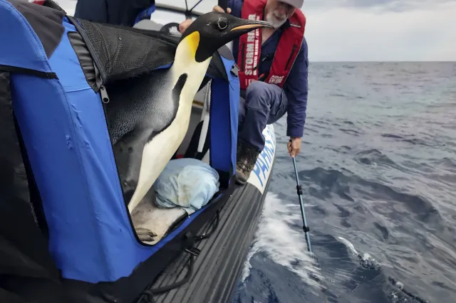 Pingwin Gus Emperor Penguin Gus Released to Sea After Rare Visit - Newsweek