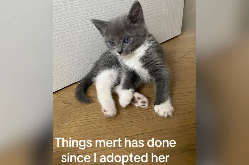 Owner Not Prepared for What Tiny Kitten Does After Adoption: ‘Help Her’