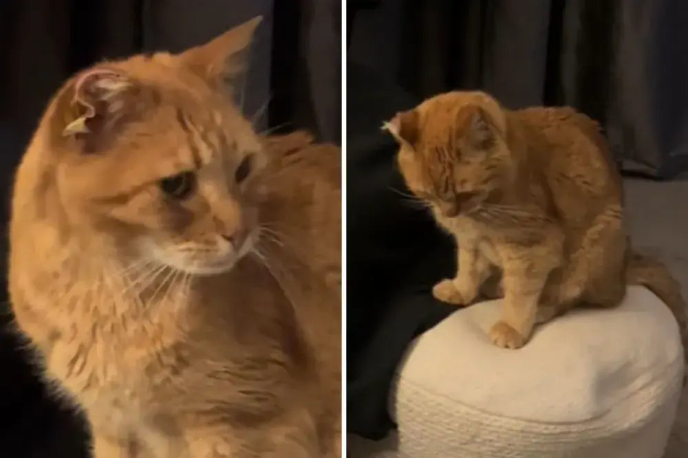 Indoor Cat Returns After 6 Weeks, Learns He ‘Wasn’t Made for the Streets’