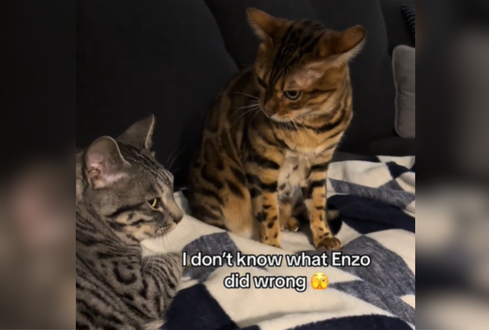 Cat Delivers ‘Death Stare’ to Sibling, His Response Delights Viewers