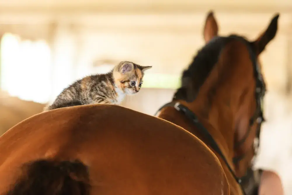 Farmer Gets Barn Cat To Help With Mice, Senior Horse Has Other Plans