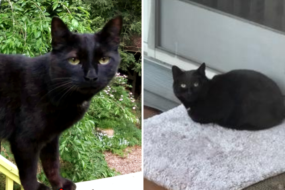 Cat Missing for 888 days Reunited With Owner—but There’s a Twist