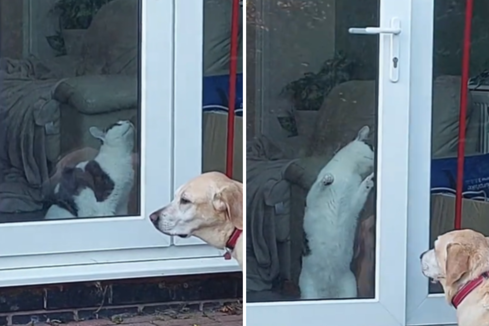 No One Believed Man’s Cat Was Opening Door for Dog—So He Set Up Camera