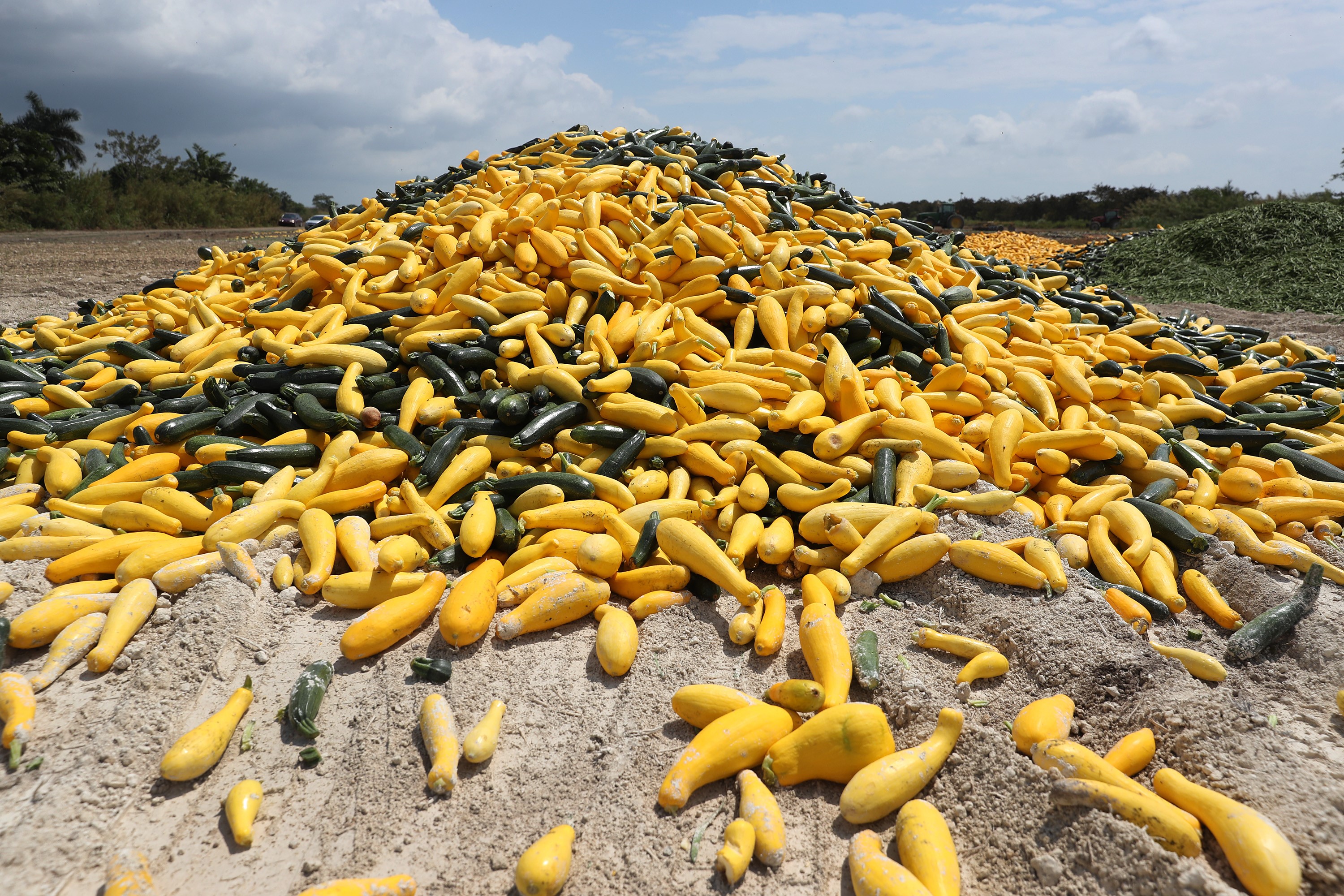 Squash Recall for Florida, Missouri, Illinois and Virginia - Newsweek