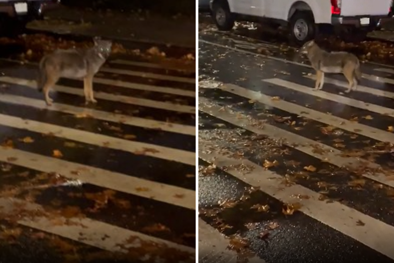 2532481-coyote-spotted-bronx.