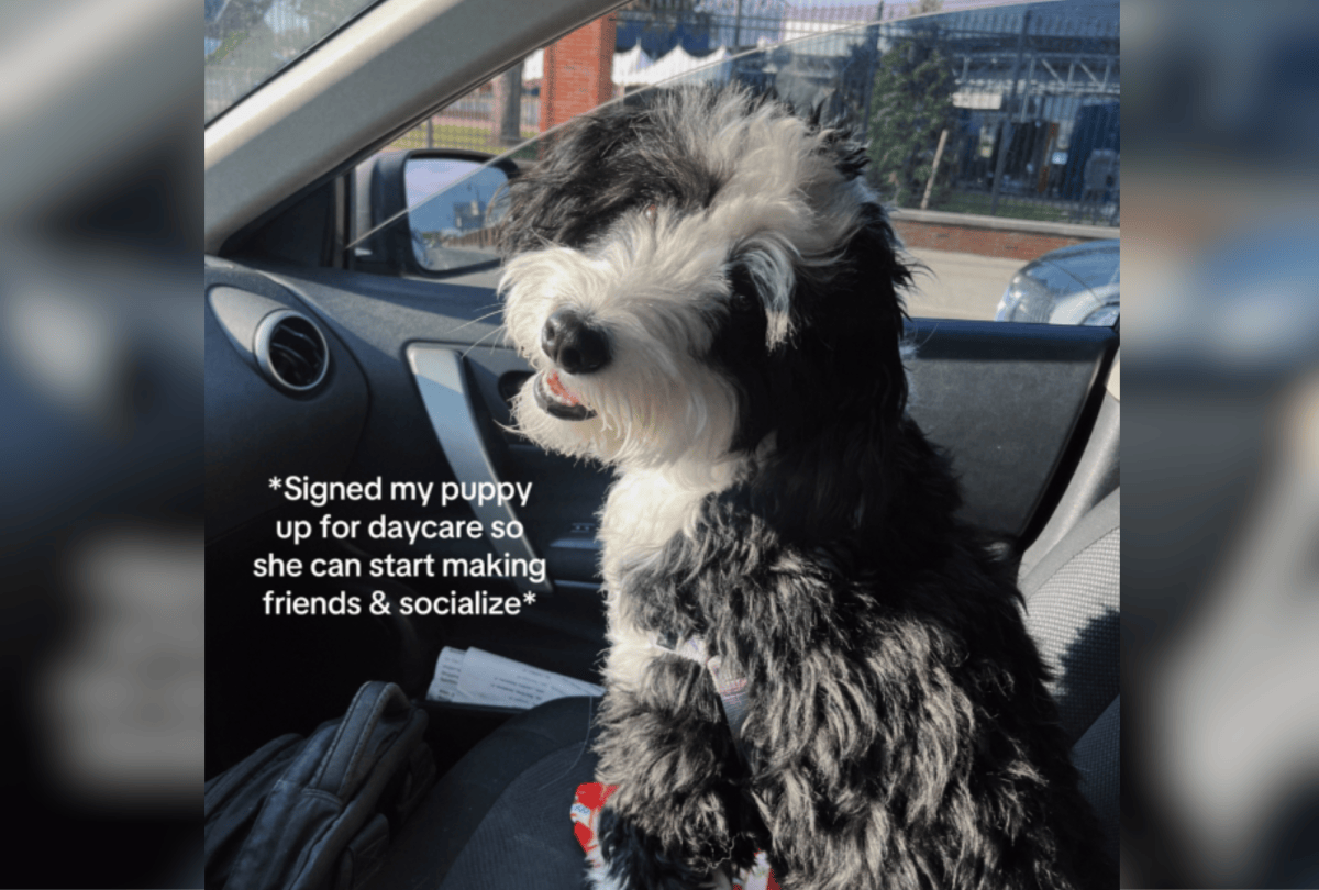 Onner Friend Dog Goes to Daycare To Make Friends, Then Owner Looks at Camera - Newsweek