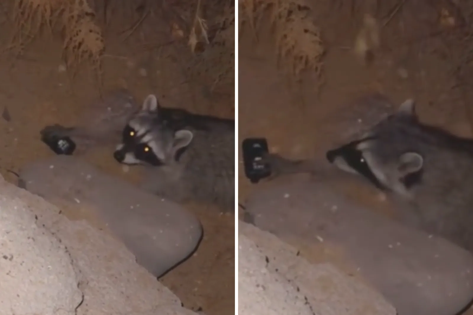 Man Filming Raccoon Not Prepared for What Happens When He Drops Vape ...