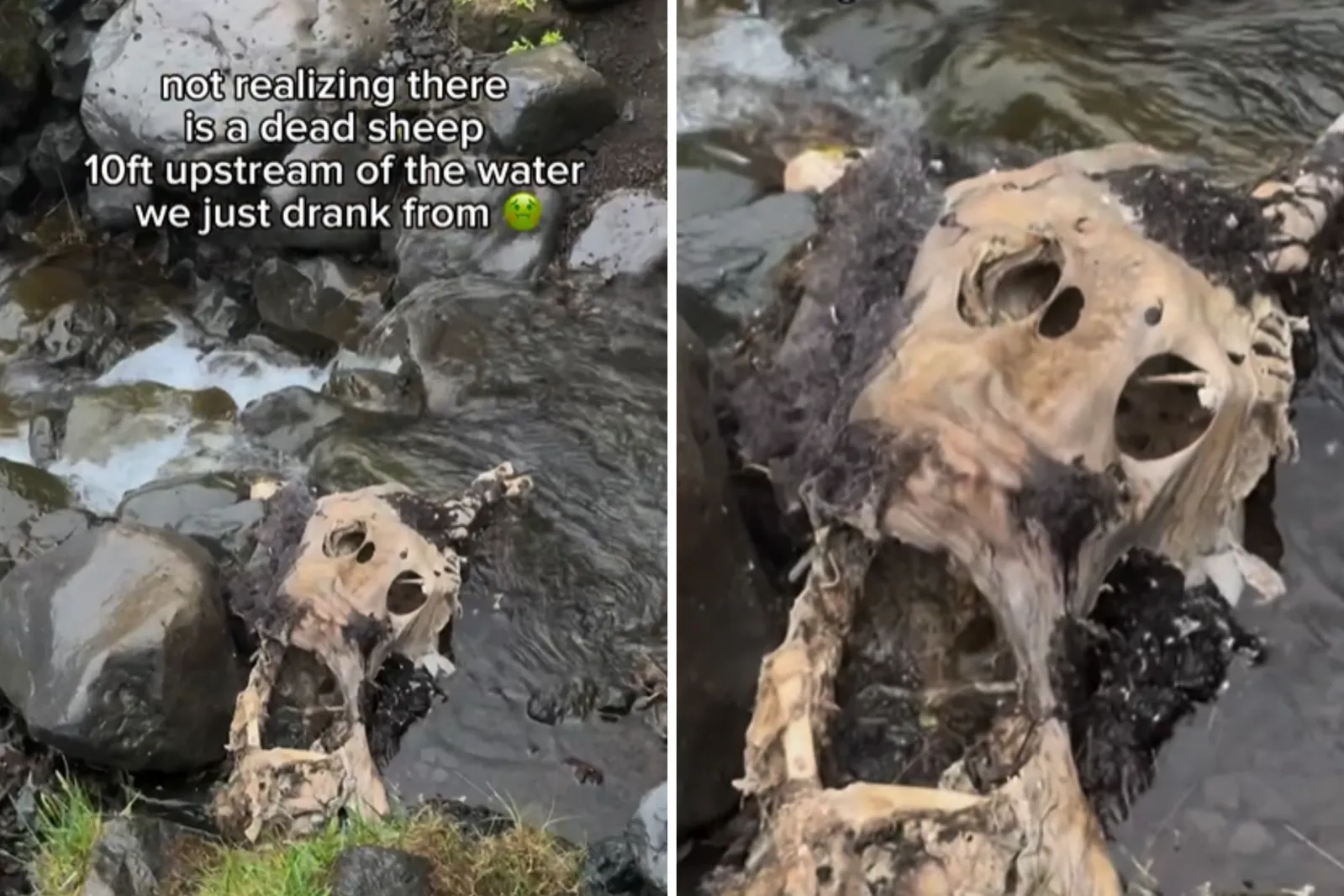 Sinking Sheep Horror As Hiker Drinks From Stream, Then Sees What’s Lurking in the ...