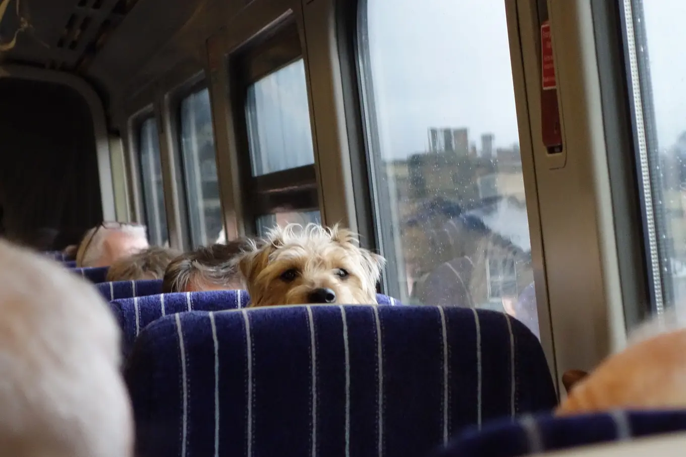 Can You Bring a Dog on a Train: Essential Tips for Pet Travel