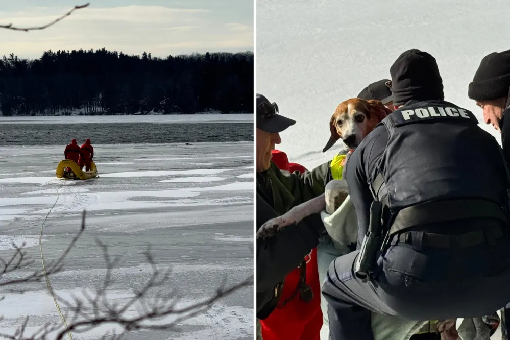 Warning Issued After Dog Falls Through Thin Ice on Frozen Pond - Newsweek