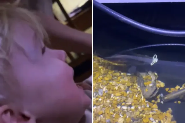 Hysterics As Toddler Loses Pacifier, Unlikely Animal Seizes Its ...